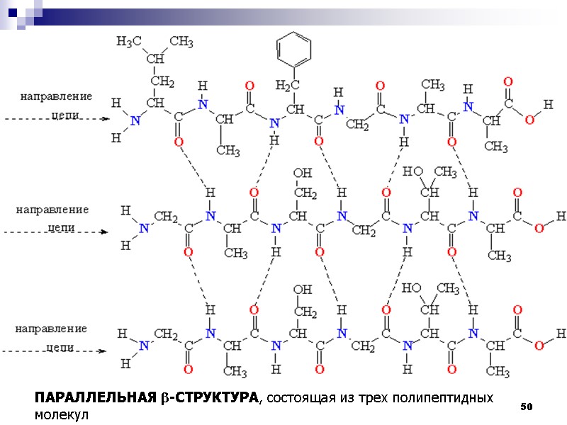 50   ПАРАЛЛЕЛЬНАЯ b-СТРУКТУРА, состоящая из трех полипептидных молекул